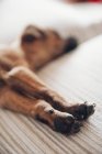 Paws of cute brown sleeping puppy — Stock Photo