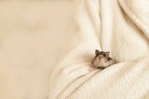 Adorável pequeno hamster sentado em cobertor branco macio em casa — Fotografia de Stock