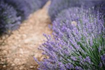 Cespugli di fiori di lavanda viola in campo — Foto stock