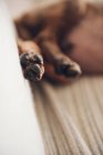 Patas de cachorro pequeno marrom deitado — Fotografia de Stock