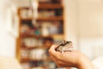 Main humaine tenant hamster mignon sur fond flou de chambre confortable — Photo de stock