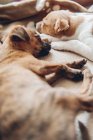Cute puppies sleeping together on plaid — Stock Photo