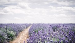 Sträucher mit violetten Lavendelblüten im Feld unter bewölktem Himmel — Stockfoto