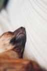 Bozal de lindo durmiendo cachorro marrón - foto de stock