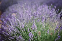 Bush of violet lavender flowers in field — Stock Photo