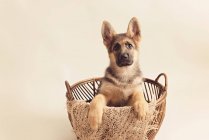 Cute german shepherd puppy sitting in basket on cream background and looking at camera — Stock Photo