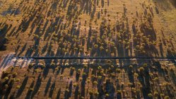 Vista aérea na natureza no pôr do sol — Fotografia de Stock
