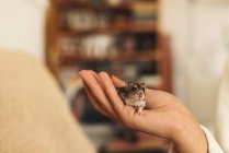 Людські руки, що тримає cute hamster розмитим фоном затишний номер — стокове фото