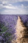 Arbustes de fleurs de lavande violette dans le champ — Photo de stock