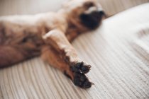 Лапы спящего щенка — стоковое фото