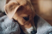 Filhote de cachorro bonito deitado no cobertor — Fotografia de Stock