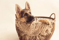 Lindo cachorro pastor alemán sentado en la cesta sobre fondo crema - foto de stock