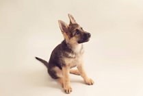 Симпатичный щенок немецкой овчарки сидит на кремовом фоне и смотрит вверх — стоковое фото