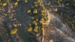 Повітряні покинуті шляхи поїзда на сонячному світлі в порожньому місці з літніми деревами — стокове фото