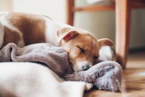 Милый щенок спит на одеяле — стоковое фото