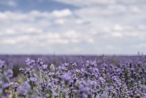 Gros plan de fleurs de lavande violette en fleurs dans le champ — Photo de stock