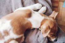 Cucciolo dormire su coperta — Foto stock
