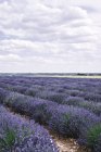 Arbustos de flores de lavanda violeta no campo abaixo do céu nublado — Fotografia de Stock