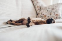 Маленький щеня спить мирно на дивані — стокове фото