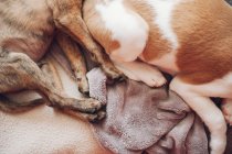 Zampe di due simpatici cuccioli addormentati — Foto stock