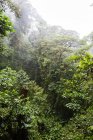 Alberi verdi nella giungla nebbiosa, Costa Rica, America Centrale — Foto stock