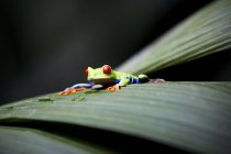 Зеленая экзотическая лягушка сидит на листе на размытом фоне — стоковое фото