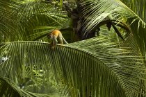 Обезьяна сидит на пальмовом листке в джунглях, Коста-Рика, Центральная Америка — стоковое фото
