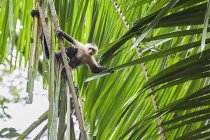 Singe assis sur la feuille de palmier dans la jungle, Costa Rica, Amérique centrale — Photo de stock
