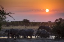 Elefanten baden in Teich in Savanne bei Sonnenuntergang, Botswana, Afrika — Stockfoto