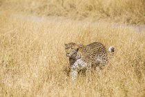 Leopard läuft an sonnigen Tagen im trockenen Gras in der Savanne in Botswana, Afrika — Stockfoto