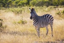 Zebra em pé na grama savana no dia ensolarado no Botsuana, África — Fotografia de Stock