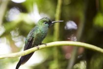 Green hummingbird sitting on sprig on blurred background — Stock Photo