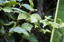 Grüne Schlange versteckt sich hinter Blättern von Bäumen, die im Regenwald wachsen — Stockfoto
