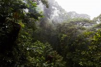 Green trees in foggy jungle, Costa Rica, Central America — Stock Photo