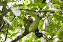 Mono sentado en el árbol de la selva entre las hojas y mirando a la cámara - foto de stock