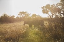 Zebras grazing in savanna in sunlight, Botswana, Africa — Stock Photo