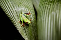 Зелена екзотична жаба, що сидить на листі на чорному фоні — стокове фото