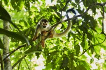 Funny monkey sitting on jungle tree — Stock Photo