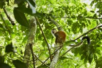 Смішна мавпа, що сидить на дереві джунглів — стокове фото