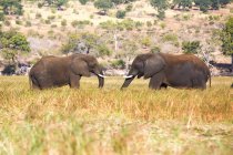 Elefantes pastando em savana, Botsuana, África — Fotografia de Stock