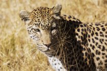Close-up of leopard walking in savanna, Botswana, Africa — Stock Photo