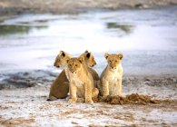 Adoráveis filhotes de leão sentados perto de água em Botswana savana, África — Fotografia de Stock