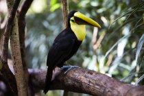 Multicolore toucan seduta su ramo d'albero, Costa Rica, America centrale — Foto stock