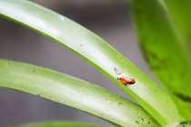 Коричневая экзотическая лягушка сидит на листе на размытом фоне — стоковое фото