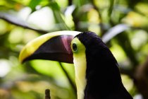 Multicolore toucan seduto su ramo d'albero su sfondo sfocato — Foto stock