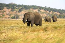 Herd of huge elephants grazing in dry grass on sunny day in Botswana savanna, Africa — Stock Photo
