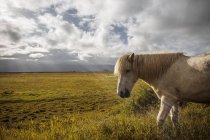Білий кінь пасуться на зеленій галявині біля на сонячний день в Ісландії — стокове фото