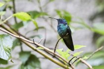 Exótico colibrí sentado en ramita sobre fondo borroso - foto de stock