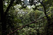Arbres verts dans la jungle merveilleuse, Costa Rica, Amérique centrale — Photo de stock