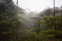 Puente colgante en la nebulosa selva tropical, Costa Rica, América Central - foto de stock